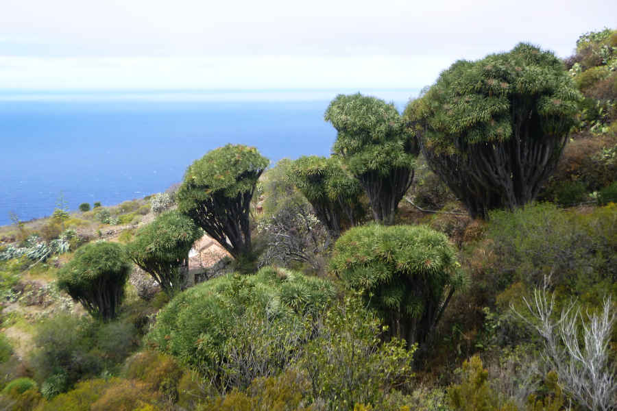 Dragon trees in the Fagundo ravine, Garafía