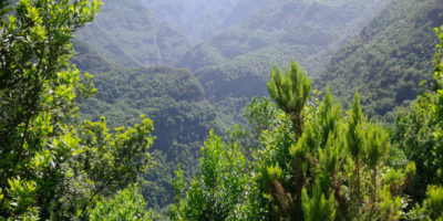 Los Tilos ravine from the Las Barandas viewpoint, San Andres y Sauces, La Palma island