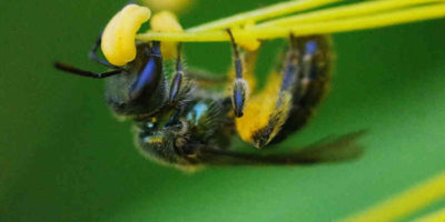 A tiny bee (about 1 cm long) Garafia
